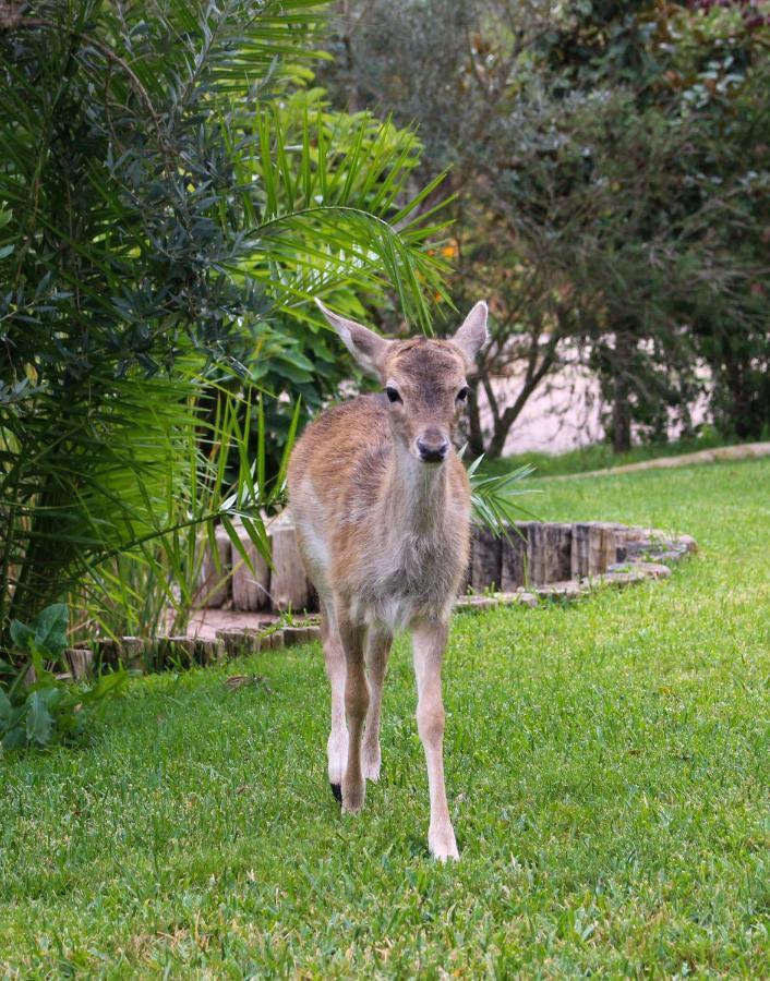 Quinta Do Bamby Villa Leiria Exteriör bild